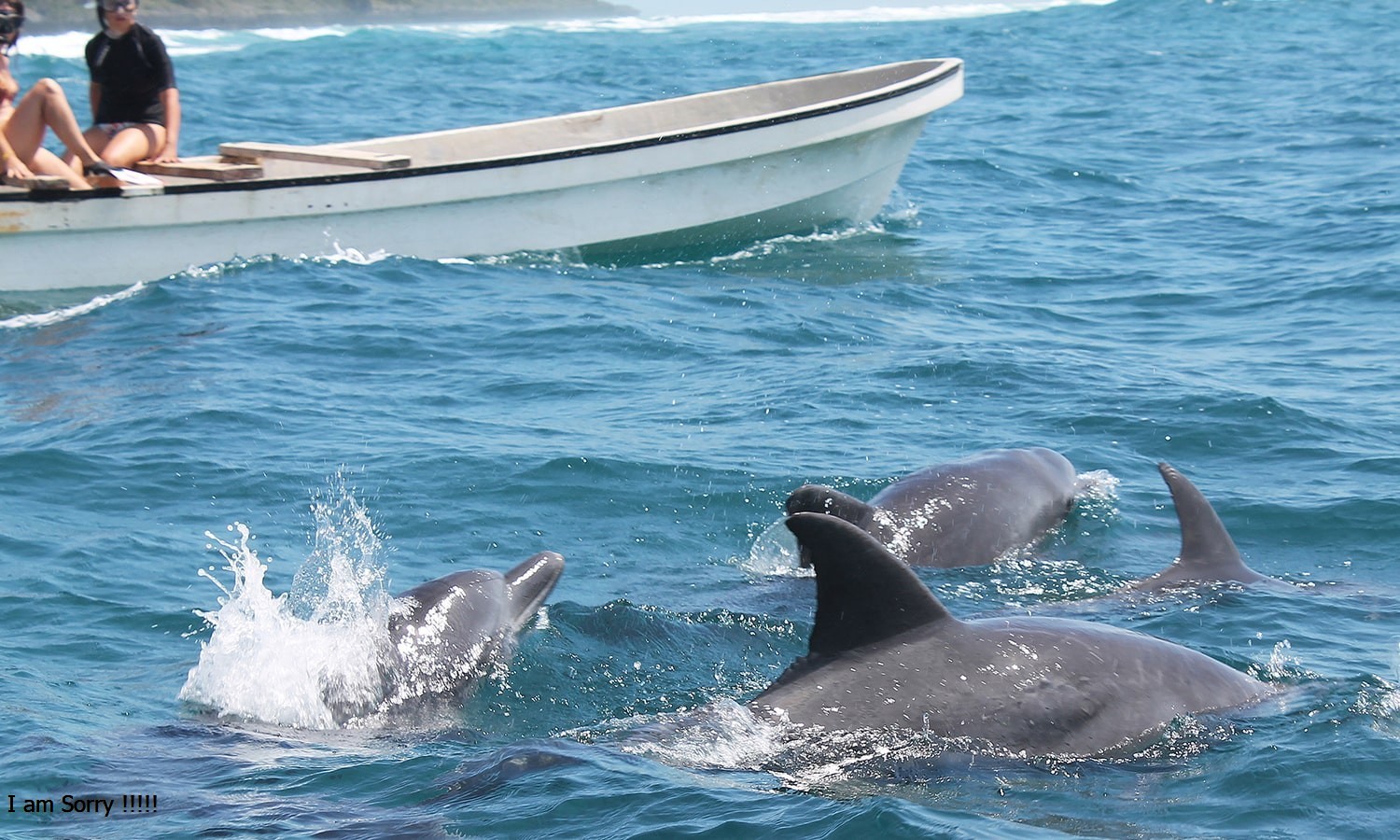Zanzibar dolphin ocean experience